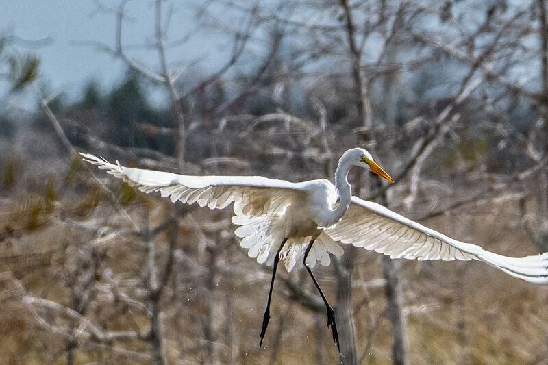 Great egrets flying over a sawgrass marsh