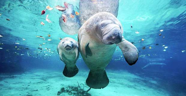 A mother manatee and her calf in a clear spring